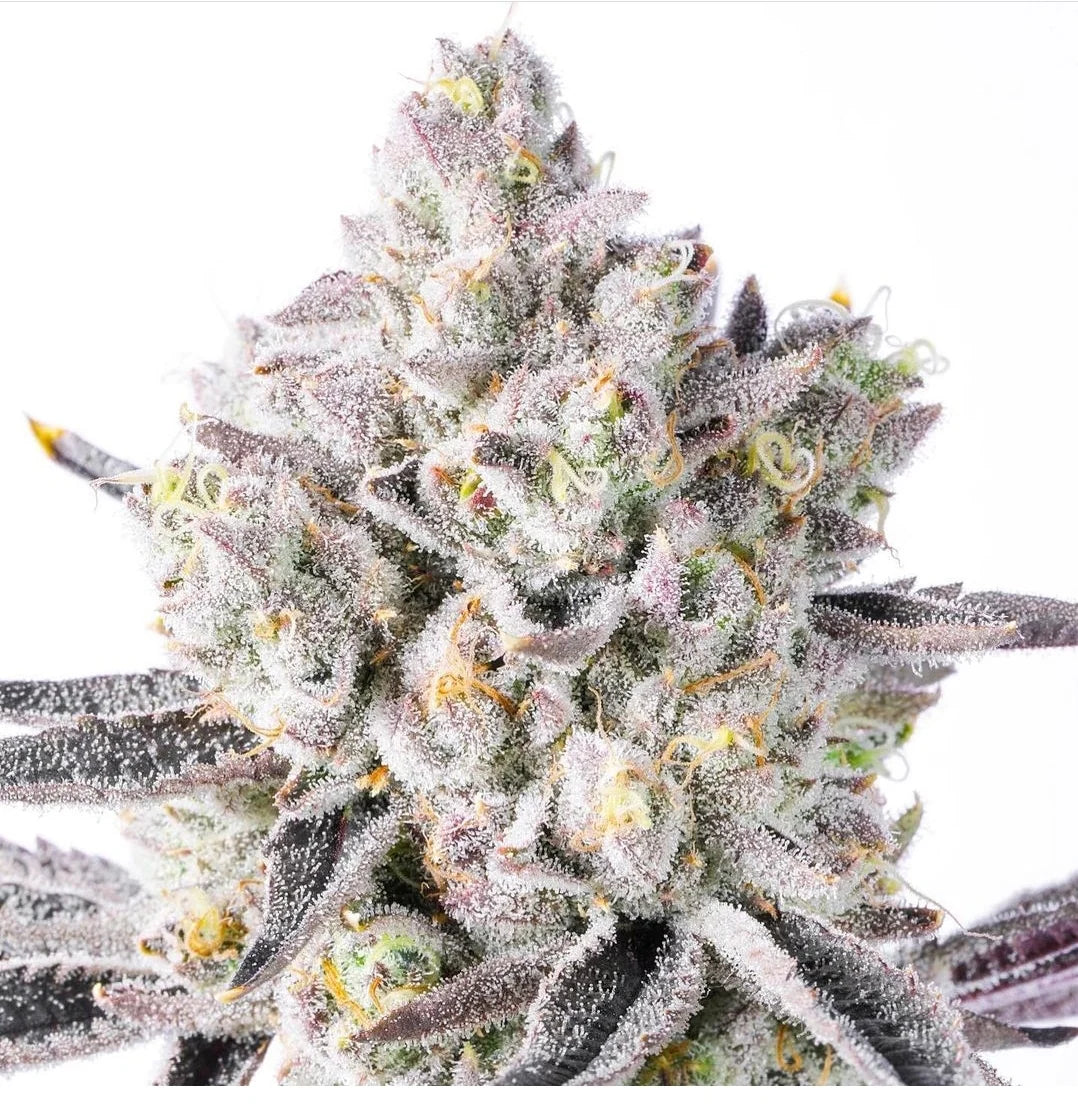 White Iverson by Leira – organically grown THCA flower with smooth, potent and relaxing effects