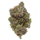 Mintaka by Leira – handcrafted organic THCA flower with bold aroma and euphoric effects