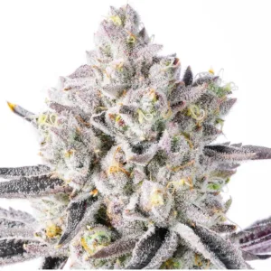 White Iverson by Leira – organically grown THCA flower with smooth, potent and relaxing effects