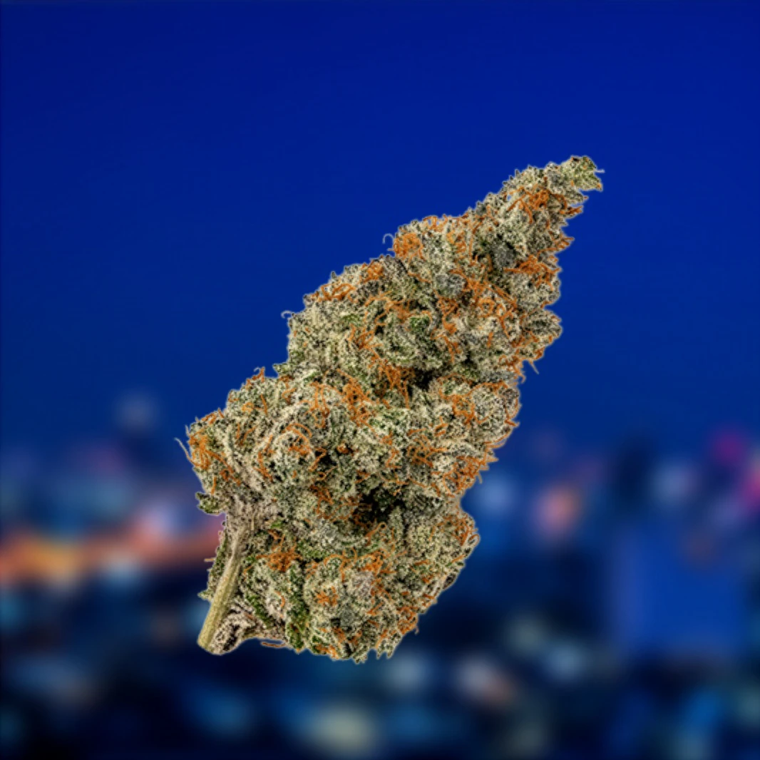 dosido flower over cityscape background