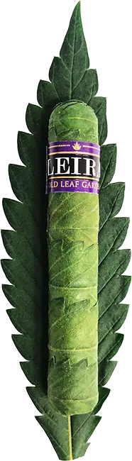 Leaf wrapped weed cigar laying on leaf