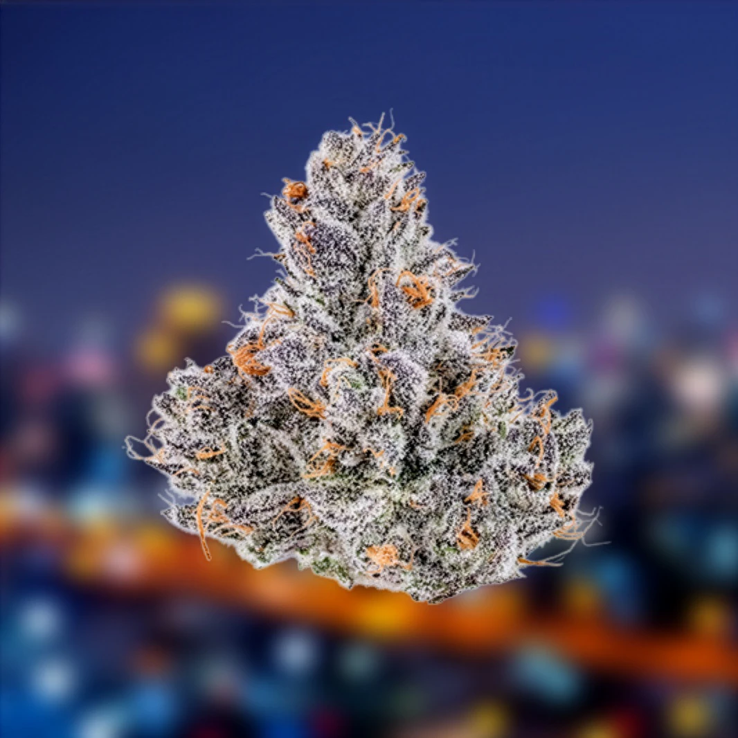 Velvet Reserve flower over cityscape background